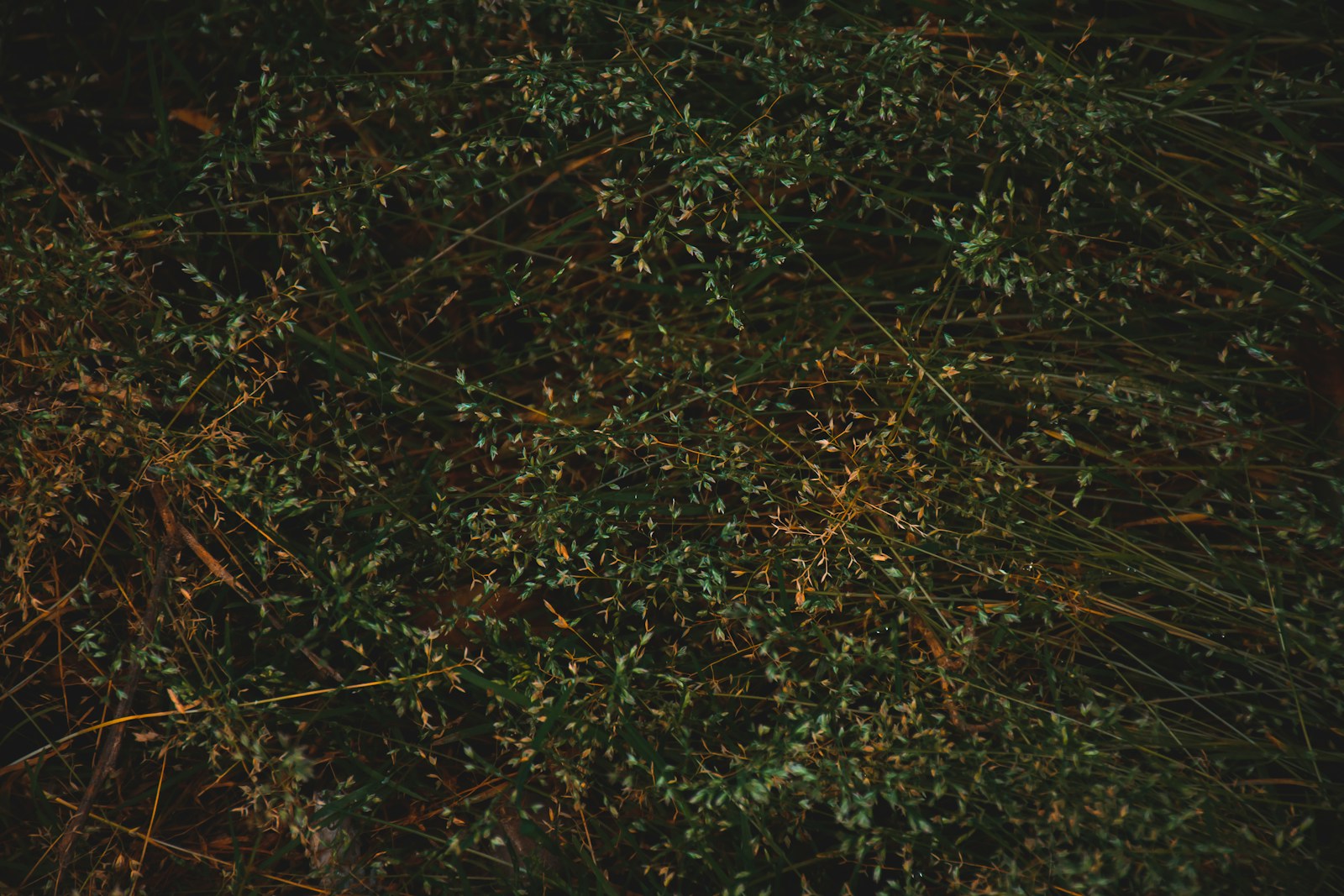 green grass field during daytime